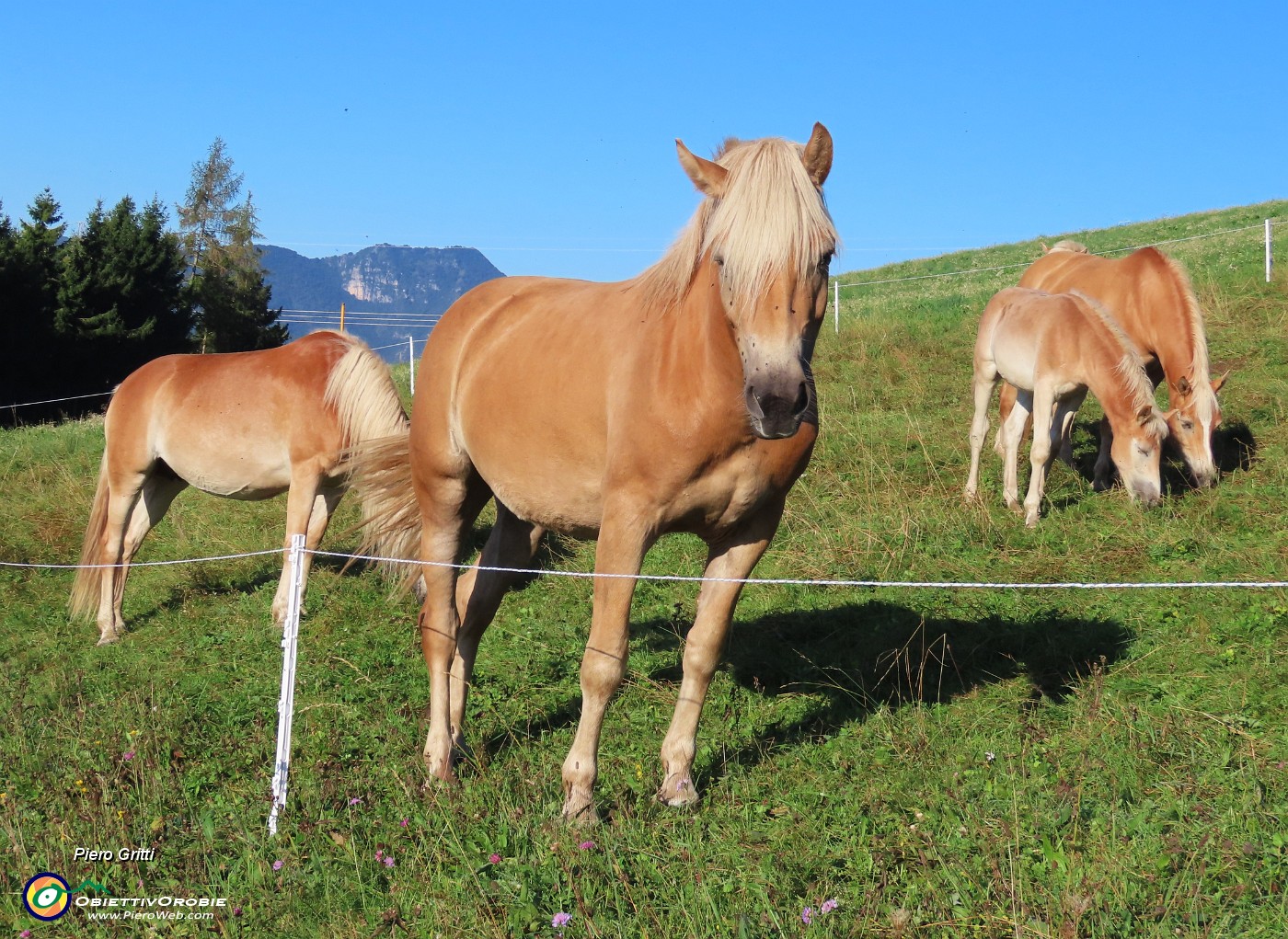 08 Bei cavalli al pascolo.JPG